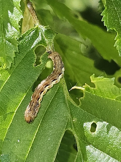 Erannis defoliaria - nagy téliaraszoló