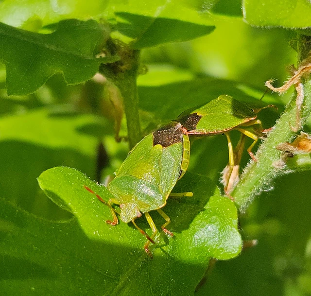 Palomena prasina - zöld bogyómászó-poloska Palomena prasina - zöld bogyómászó-poloska