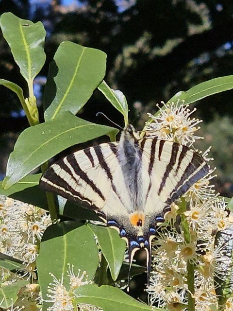 Iphiclides podalirius - kardoslepke