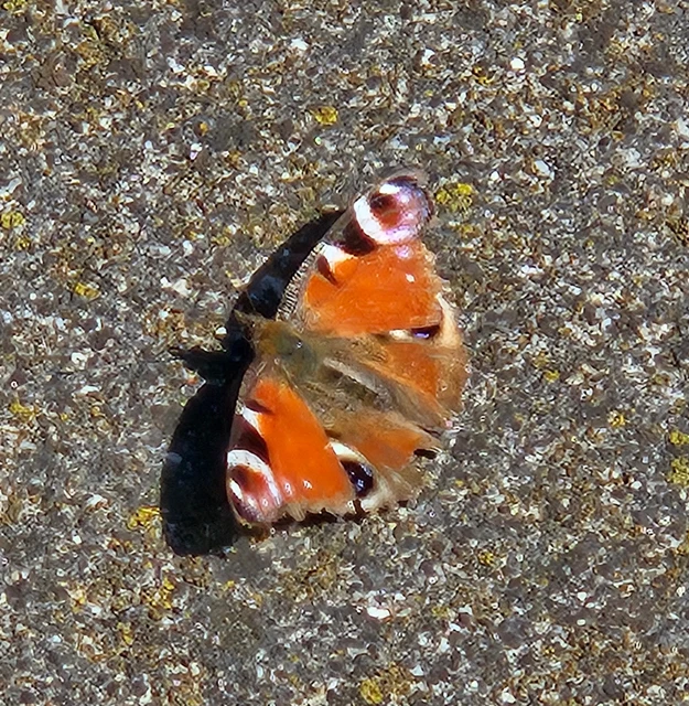 Nymphalis io - nappali pávaszem