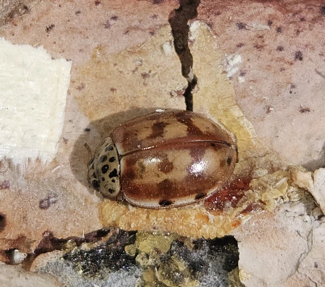 Harmonia quadripunctata - négypettyes katica