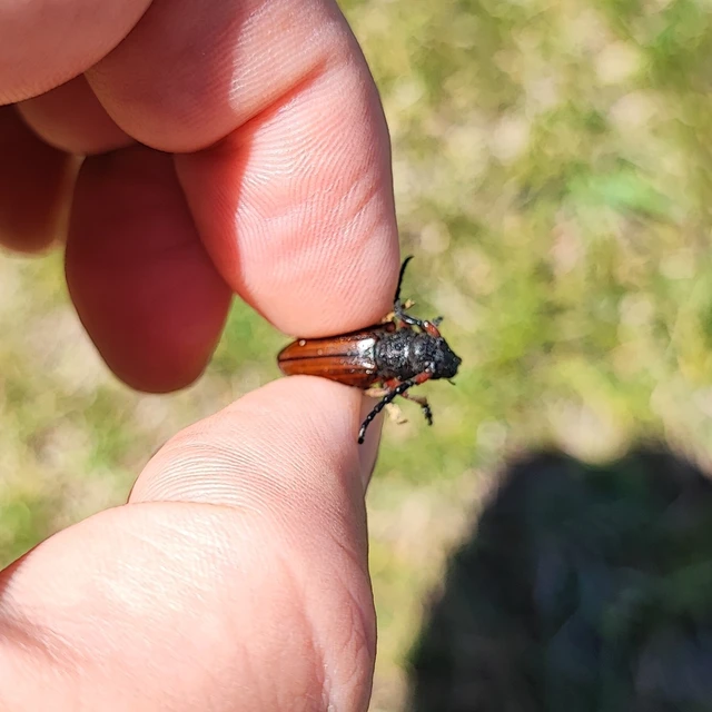 Dorcadion fulvum - barna gyalogcincér