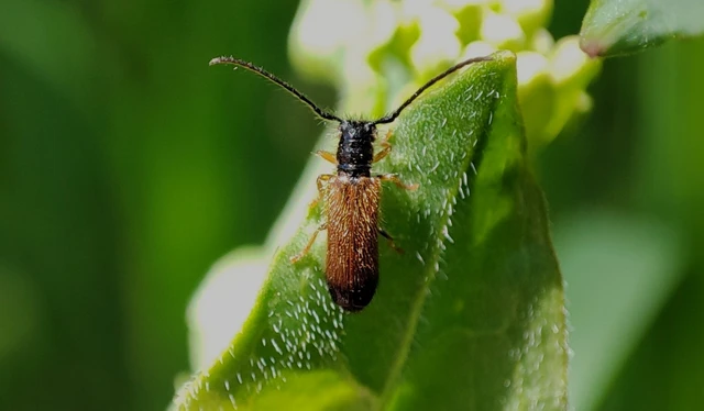 Tetrops praeustus - közönséges négyszeműcincér