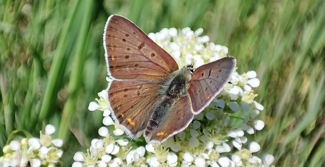 Lycaena tityrus - barna tűzlepke