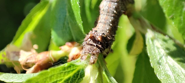Allophyes oxyacanthae - galagonyabagoly