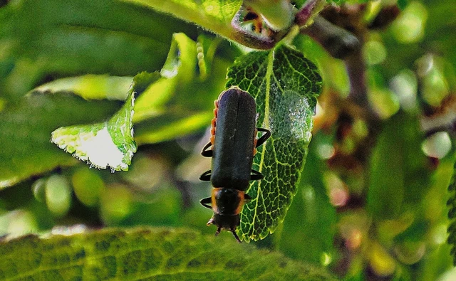 Cantharis