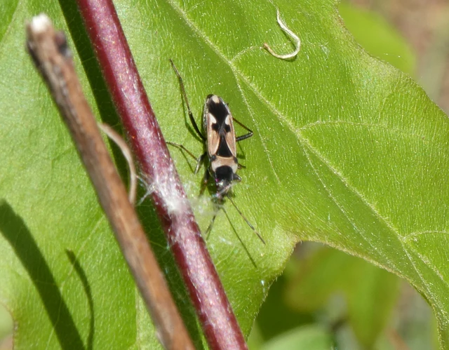 Raglius confusus