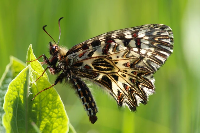 Zerynthia polyxena - farkasalmalepke