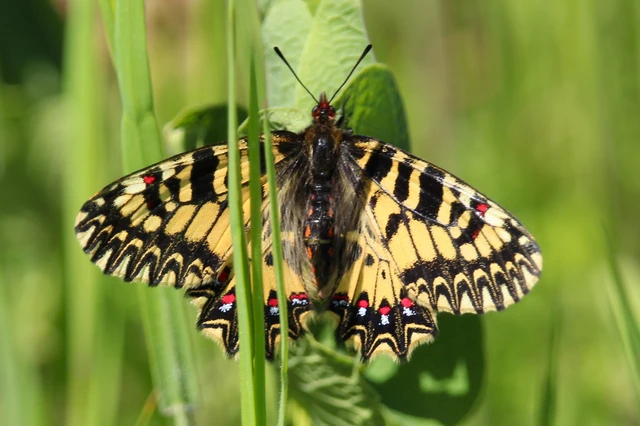Zerynthia polyxena - farkasalmalepke