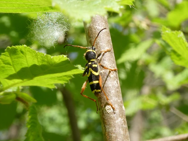 Clytus arietis - közönséges darázscincér