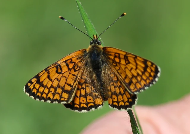 Melitaea cinxia - réti tarkalepke