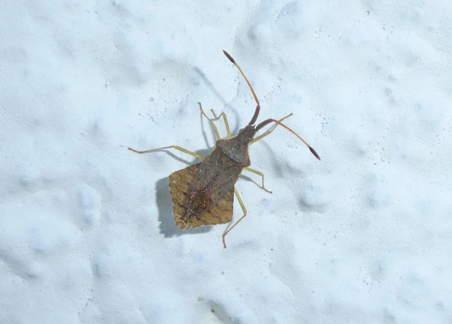 Syromastus rhombeus - vitorlás karimáspoloska