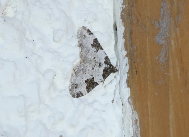 Xanthorhoe fluctuata - közönséges tarkaaraszoló