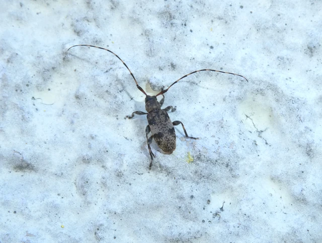 Leiopus nebulosus - öves gesztcincér