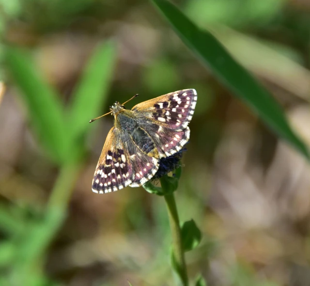 Spialia orbifer - törpe busalepke