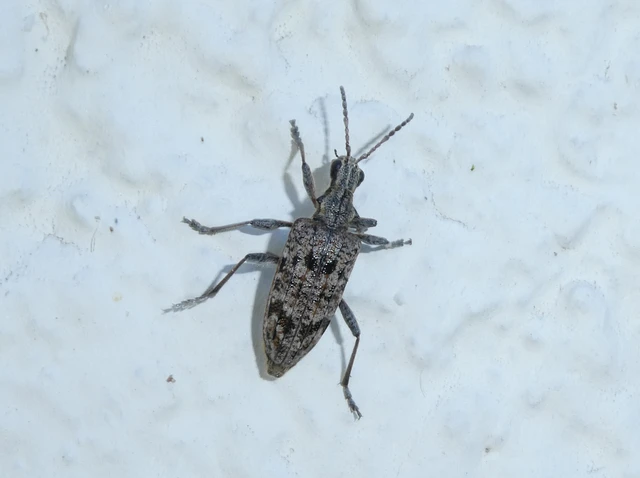 Rhagium inquisitor - fenyves-tövisescincér