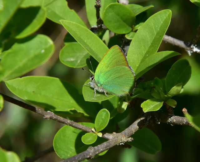 Callophrys rubi - zöldfonákú lepke