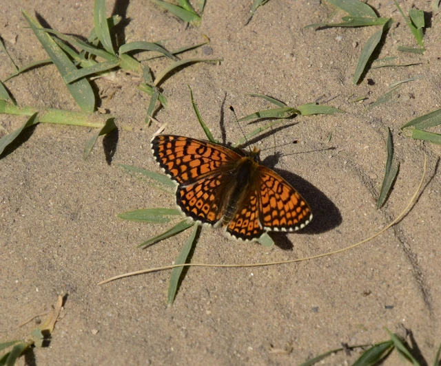Melitaea cinxia - réti tarkalepke