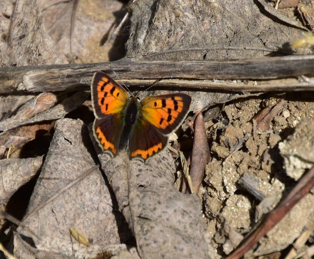 Lycaena phlaeas - közönséges tűzlepke