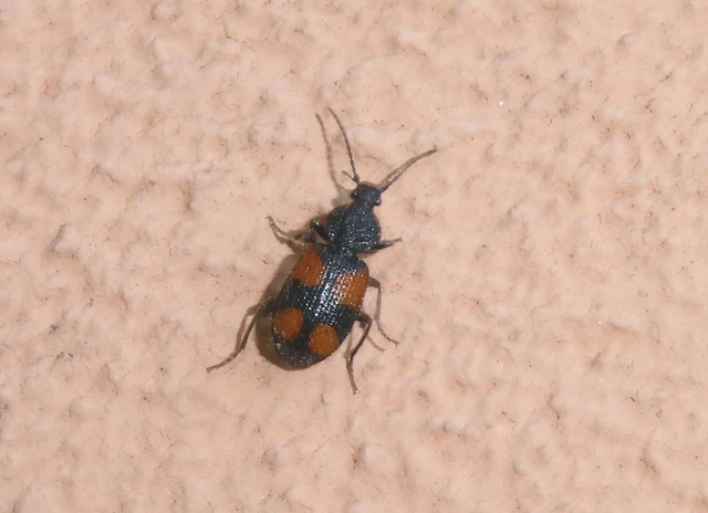 Panagaeus bipustulatus - kis keresztesfutó