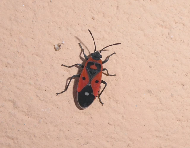 Melanocoryphus albomaculatus - nagy fehérfoltos-bodobács