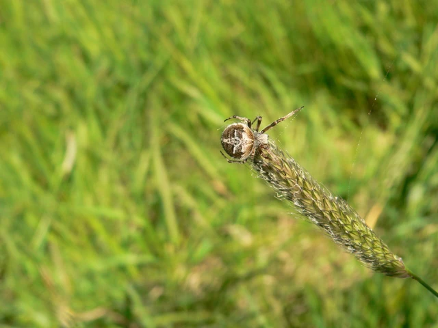 Agalenatea redii - széles keresztespók