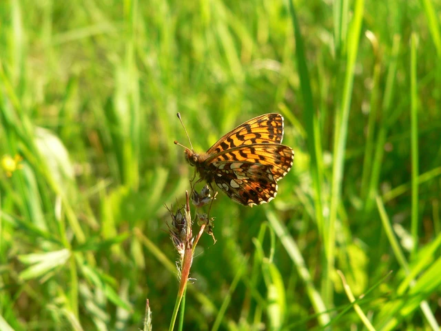 Boloria dia - kis gyöngyházlepke