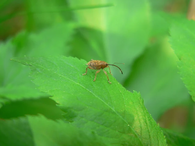 Curculio