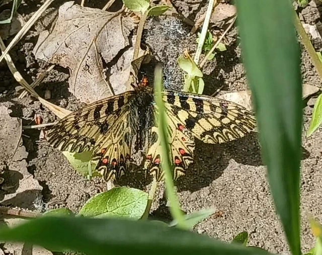 Zerynthia polyxena - farkasalmalepke