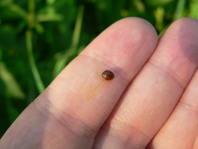 Cynegetis impunctata - pázsitfűböde