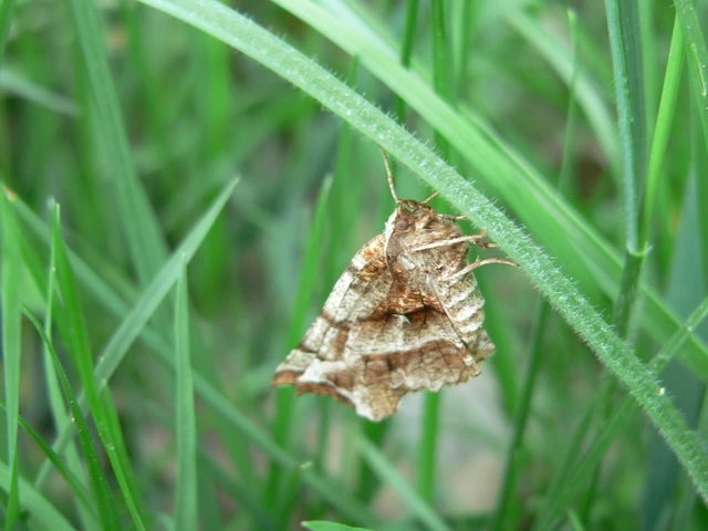 Selenia dentaria - kétfoltos holdasaraszoló
