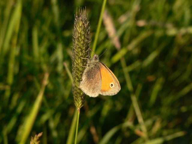 Coenonympha pamphilus - kis szénalepke