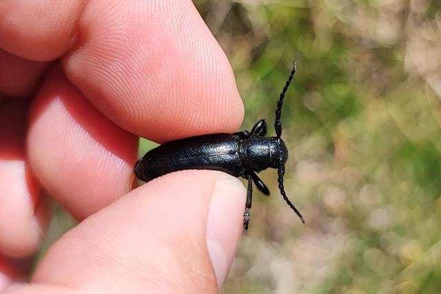 Dorcadion aethiops - fekete gyalogcincér Dorcadion aethiops - fekete gyalogcincér