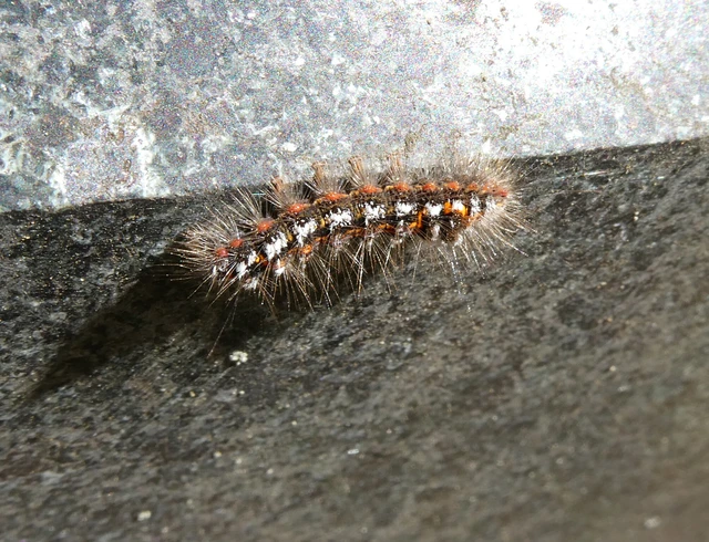 Sphrageidus similis - sárgafarú szövő