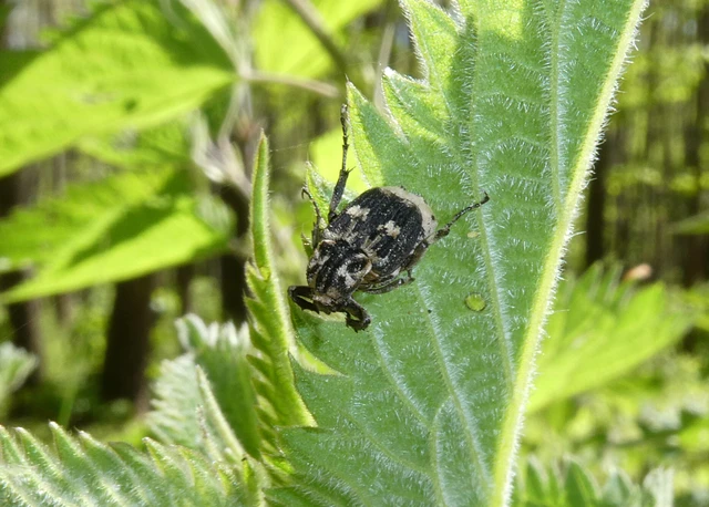 Valgus hemipterus - suta virágbogár