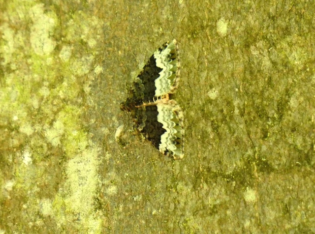 Euphyia biangulata - szegletes tarkaaraszoló