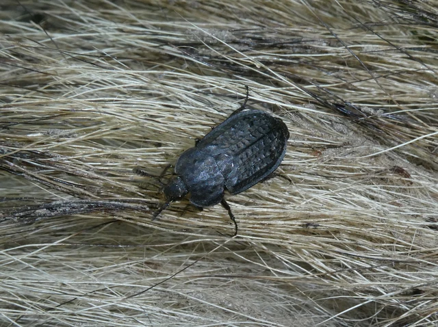 Thanatophilus rugosus - ripacsos dögbogár