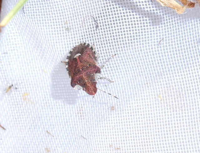 Dyroderes umbraculatus Dyroderes umbraculatus