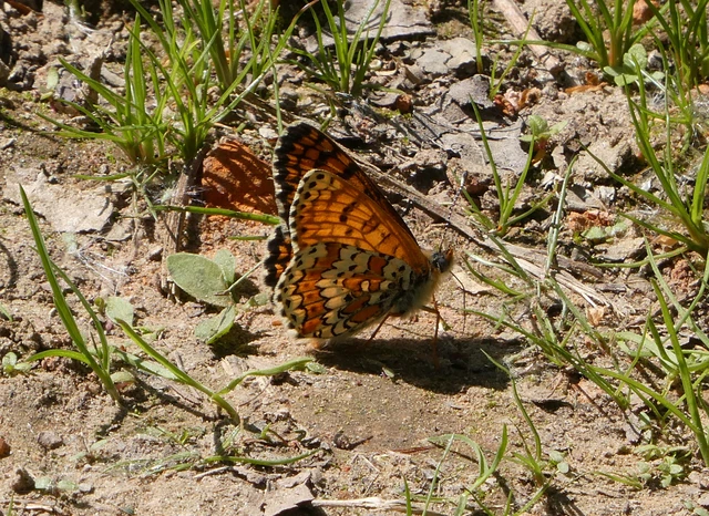 Melitaea cinxia - réti tarkalepke