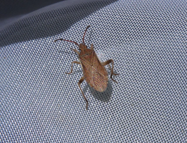 Ceraleptus lividus