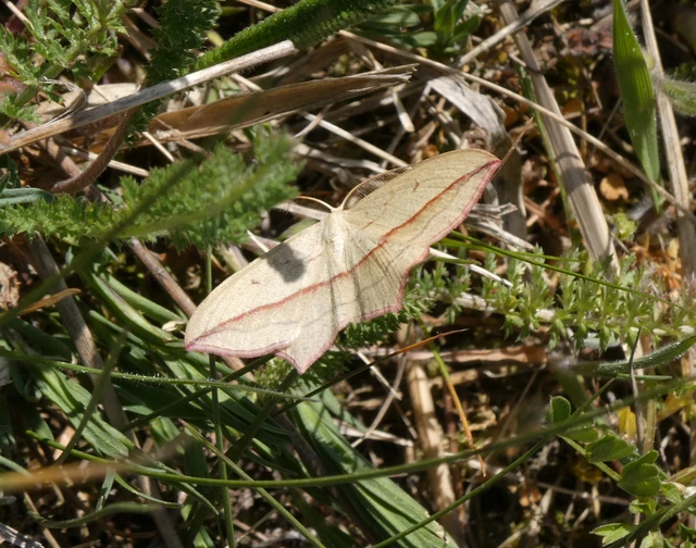 Timandra comae - piroscsíkos csipkésaraszoló