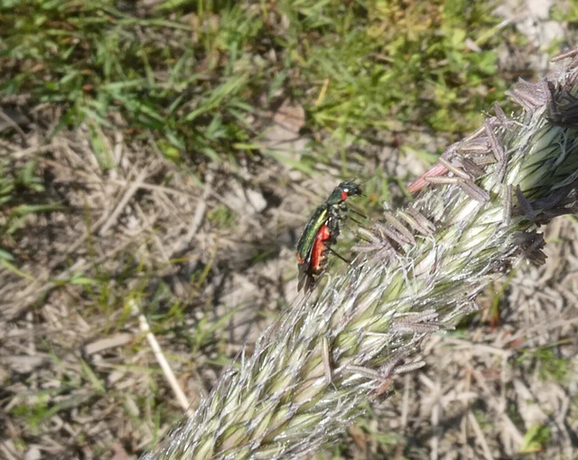 Melyridae - sziklaibogár-félék