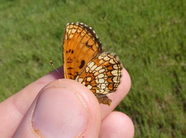 Melitaea athalia - közönséges tarkalepke