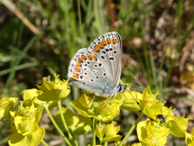 Aricia agestis - szerecsenboglárka