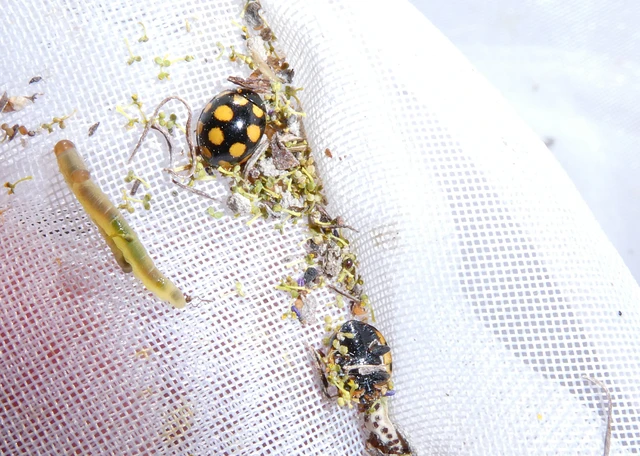 Coccinula quatuordecimpustulata - feketesárga katóka