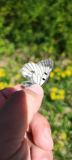 Parnassius mnemosyne - kis apollólepke