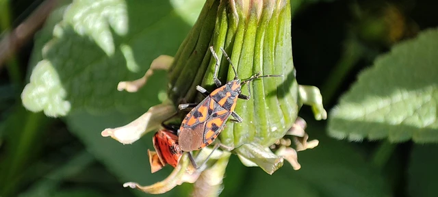 Spilostethus saxatilis - virágbodobács
