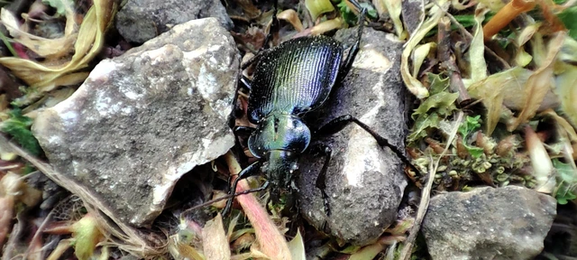 Calosoma inquisitor - kis bábrabló