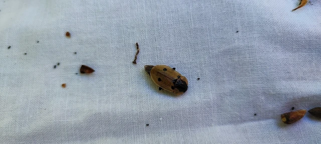 Dendroxena quadrimaculata - négypettyes dögbogár