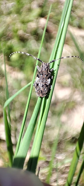 Mesosa nebulosa - ködfoltos cincér